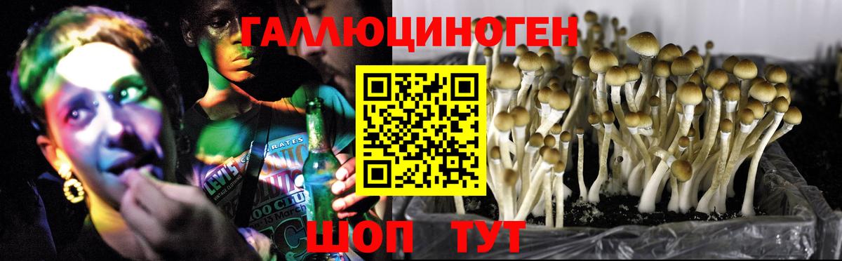 Галлюциногенные грибы Psilocybe  Псилоцибиновые грибы мицелий  Когалым  Вход с VPN 
